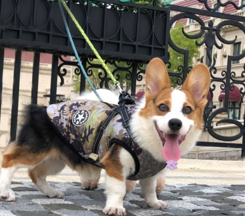 Pet Dog Clothes For Small Dogs Winter Warm Dog Hooded Coat Jackets Chihuahua Pug Outfits Puppy Cat Clothing - Image 6