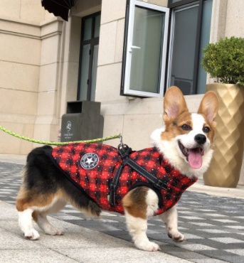 Pet Dog Clothes For Small Dogs Winter Warm Dog Hooded Coat Jackets Chihuahua Pug Outfits Puppy Cat Clothing - Image 4